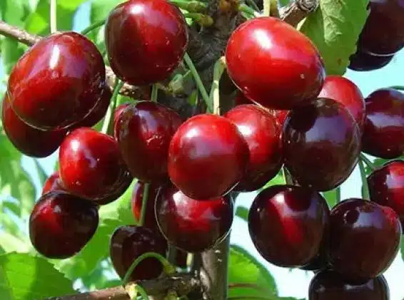 Где можно недорого купить саженцы черешни?