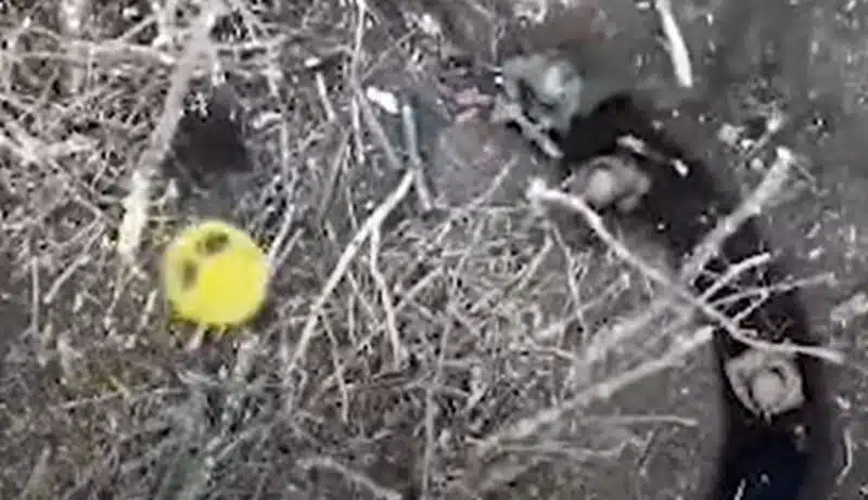 Бойовий безпілотник ЗСУ знищив шістьох російських окупантів
