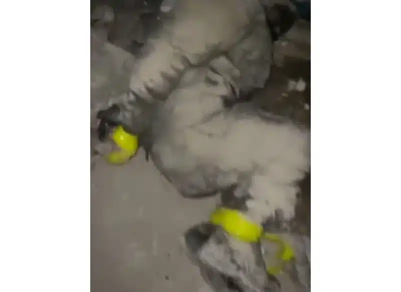 Бійці ЗСУ поповнили обмінний фонд, захопивши групу військових рф