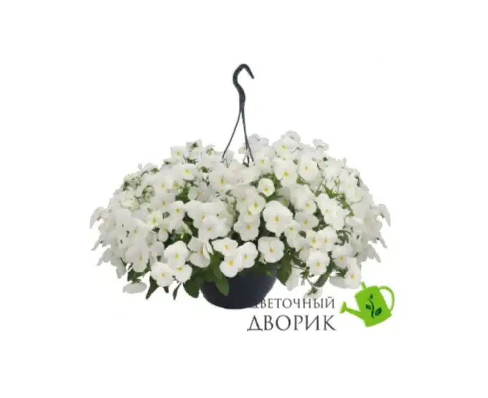 Виола ампельная: особенности цветка и советы садоводам