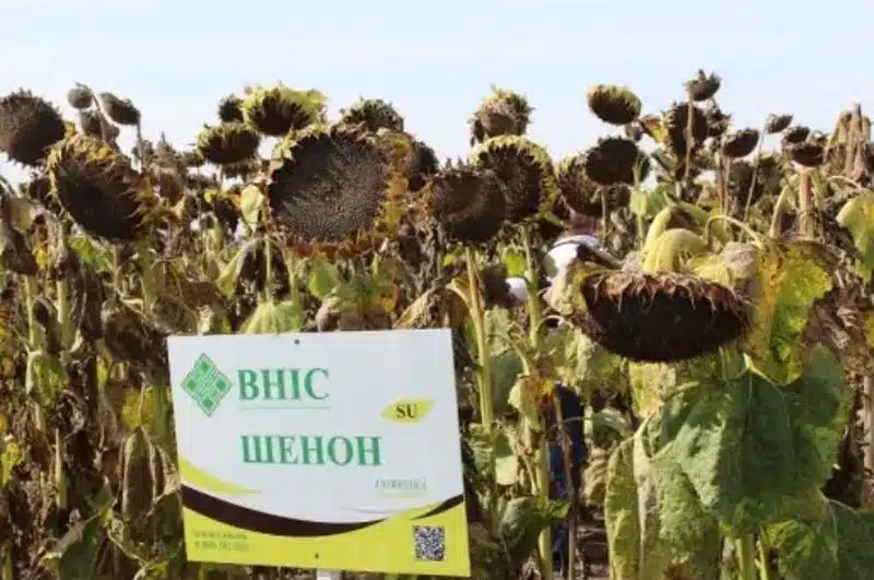Как выбрать семена подсолнуха под Гранстар