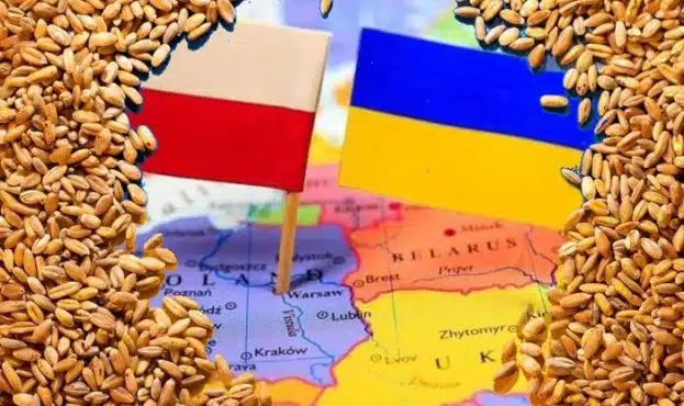Польща завершила офіційне розслідування причин зернової кризи
